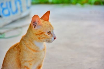 Close-up of a cat looking away