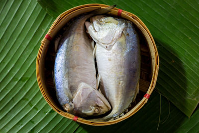 Close-up of fish on leaves