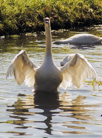 Swan in a lake