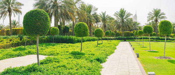 Trees on field