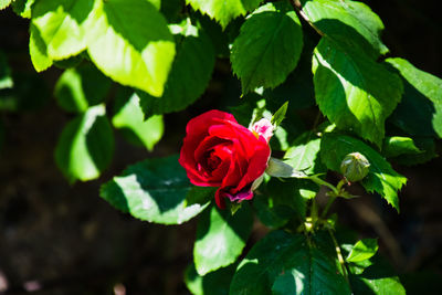Close-up of red rose on plant