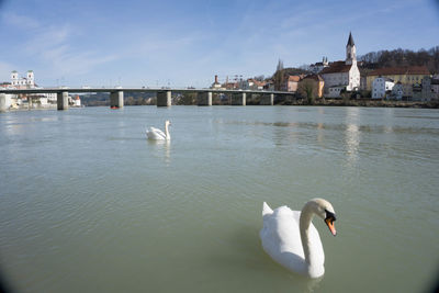 Swan swimming in water against sky