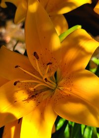Full frame shot of yellow lily