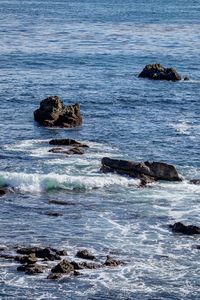 View of crab on rock in sea