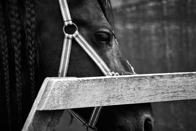 Close-up portrait of a horse in stable