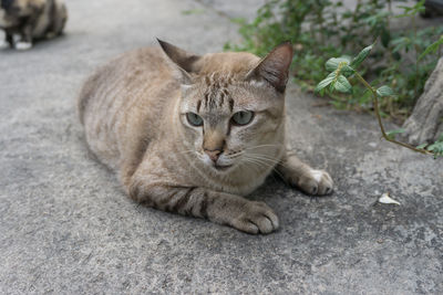 Portrait of a cat lying on footpath