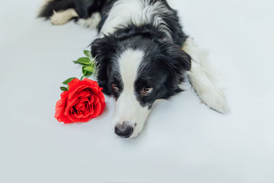 Close-up of dog against white background