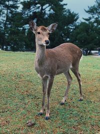 Portrait of deer standing on field