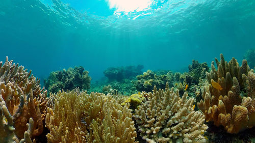 sea