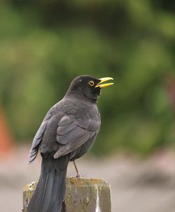 Close-up of bird perching on wooden post