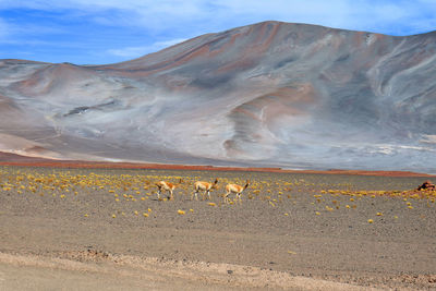 Three of wild vicuna at the foothills of chilean andes, northern chile, south america