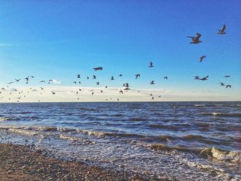 Flock of birds flying against sky