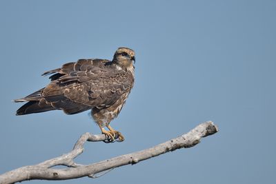 bird