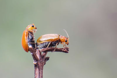 Close-up of insect on plant