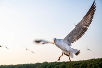 Seagulls flying to get food feeding from the tourist at bangpu, thailand.