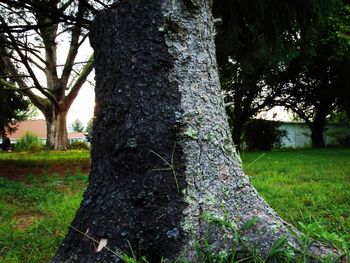 tree trunk