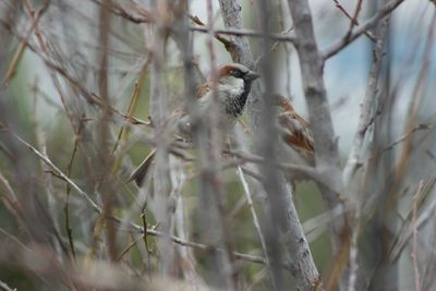 Close-up of bird perching on branch