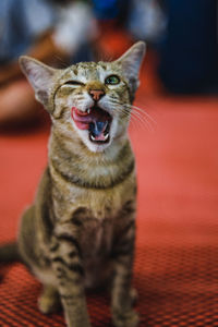 Portrait of cat looking at camera