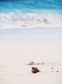 Close-up of crab on beach