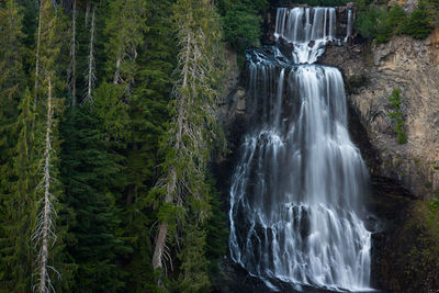 Scenic view of waterfall in forest