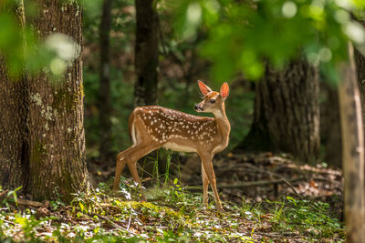 Deer standing in a forest