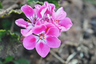 Close-up of pink flowers blooming outdoors