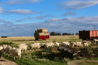 View of sheep on field against sky