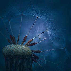 Close-up of dandelion flower 