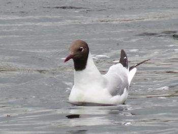 View of birds in lake