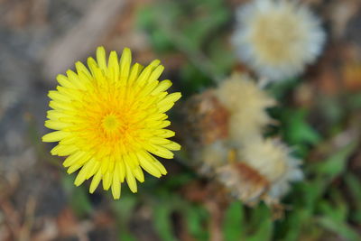 Close-up of yellow flowering plant on field