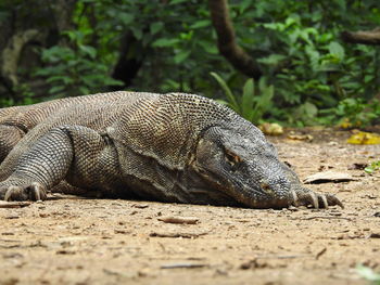 Close-up of a reptile on a field