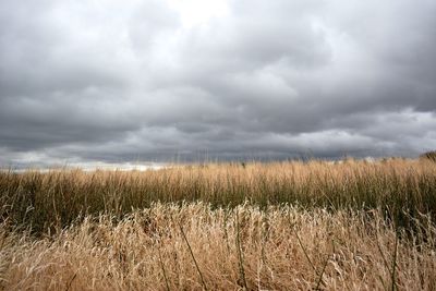 Scenic view of field against cloudy sky