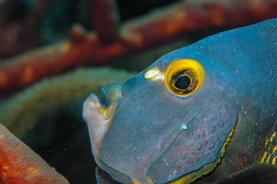Close-up of fish in sea