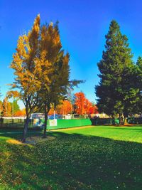 Trees against clear blue sky