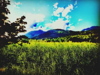 Scenic view of field against sky