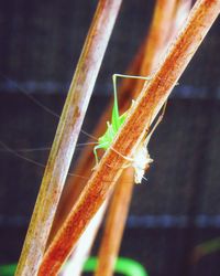 Close-up of insect on plant