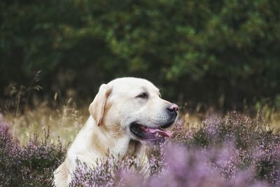 Close-up of dog looking away