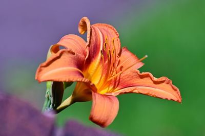 Close-up of wilted orange rose flower