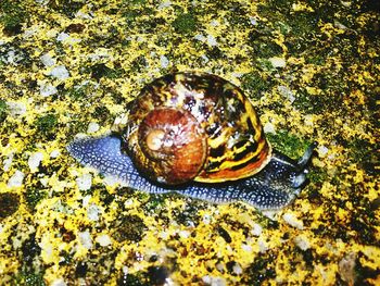 High angle view of crab on ground