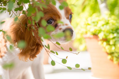 Portrait of a dog looking away