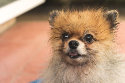 Close-up portrait of dog at home