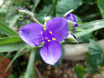 Close-up of purple flower blooming outdoors