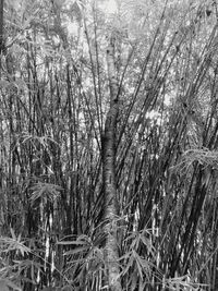 Bare trees in the forest