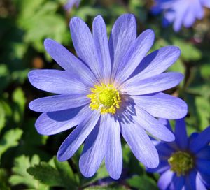 Close-up of purple flower blooming