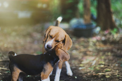 Close-up of a dog looking away