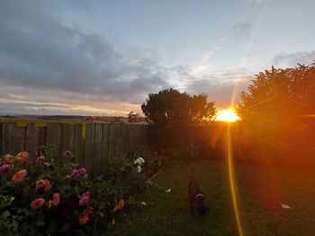 Scenic view of flowering plants on field against sky during sunset