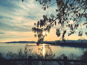 Silhouette trees by lake against sky during sunset