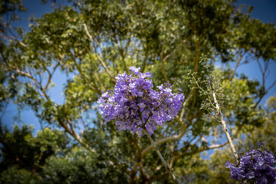 Close-up of purple flowering plant