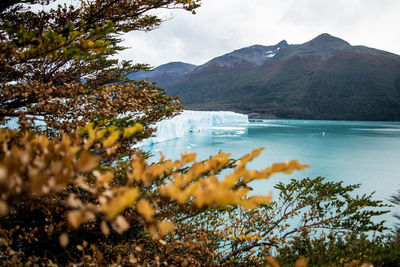 Forest and glacial lake against snowcapped mountains