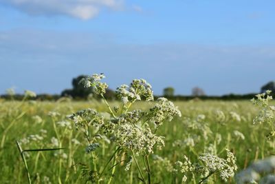 Close-up of plants growing on field against sky